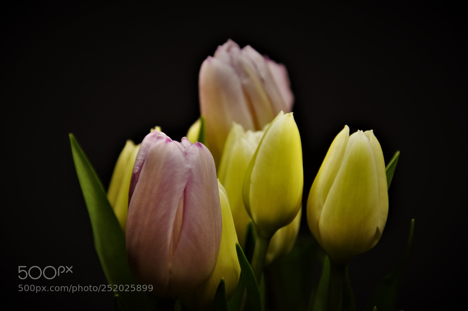 Nikon D5300 sample photo. Spring products i. photography