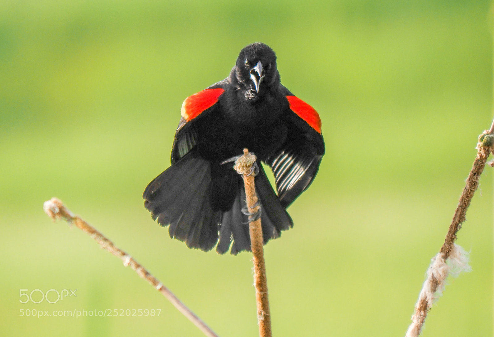Olympus OM-D E-M1 Mark II sample photo. Red-winged blackbird photography