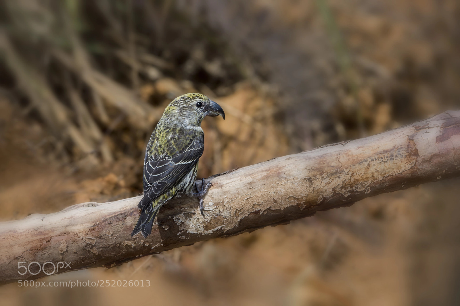 Nikon D4 sample photo. Red crossbill (f) photography
