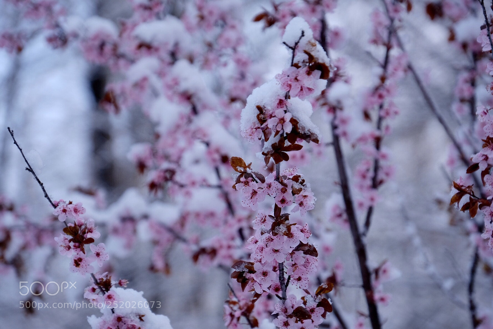 Fujifilm X-Pro2 sample photo. Spring snow photography