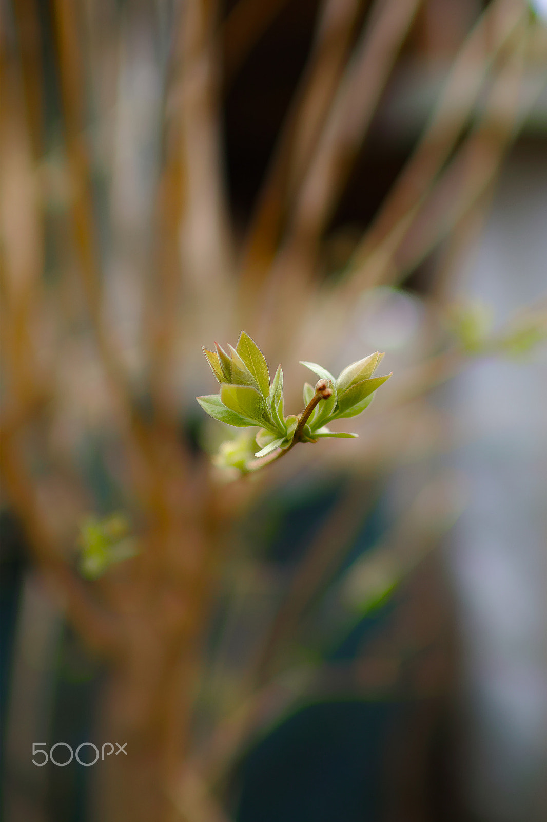 Sigma sd Quattro sample photo. Insect or leaf? photography