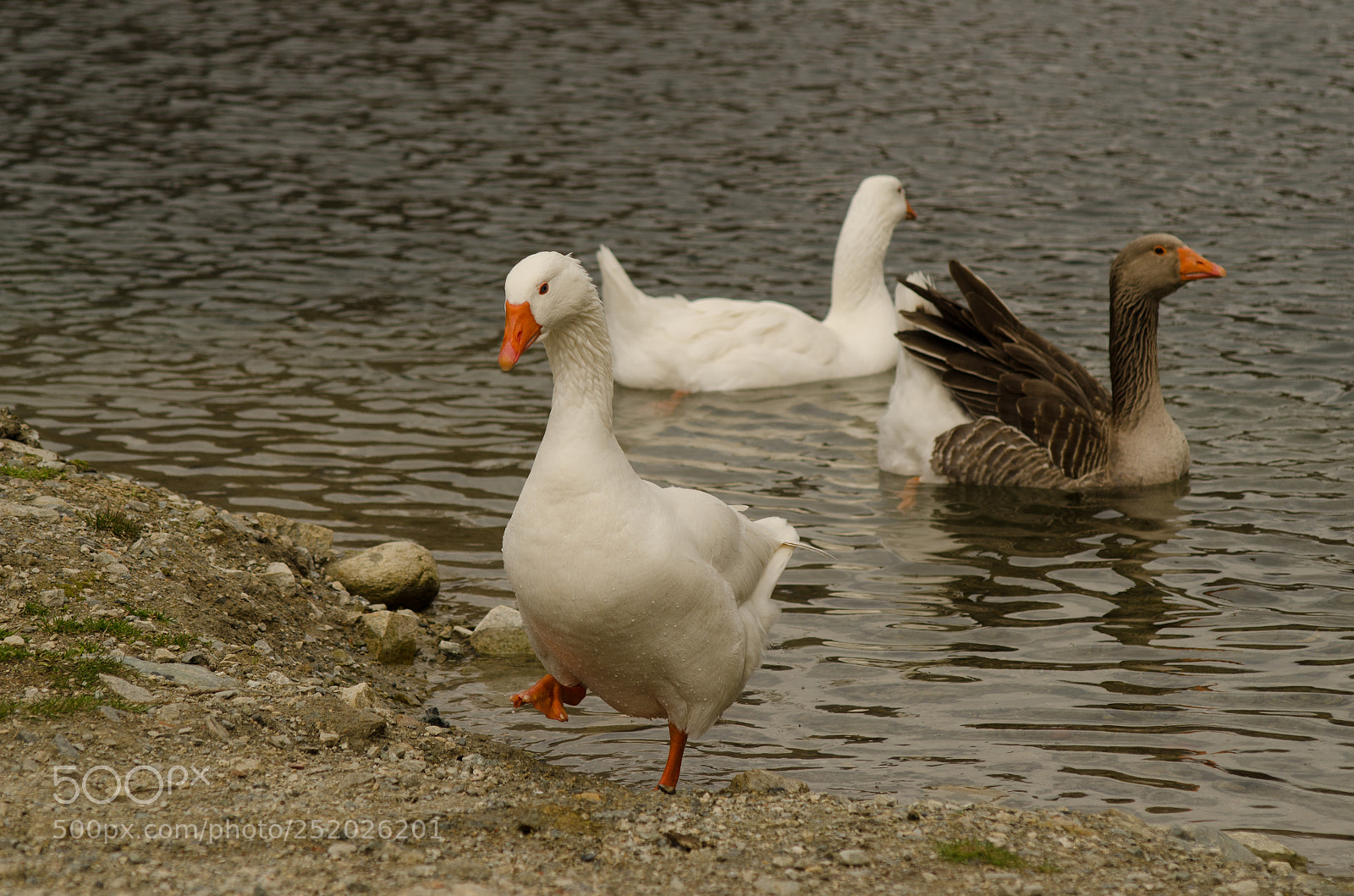 Nikon D7000 sample photo. Duck near the lake photography