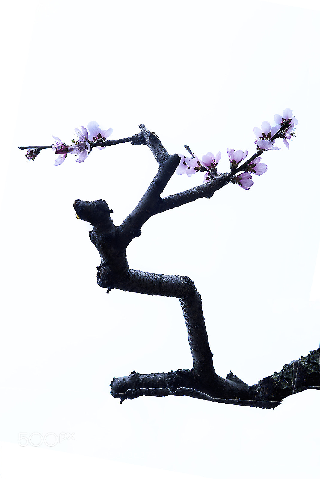 Nikon D810 sample photo. Like a dancer. photography
