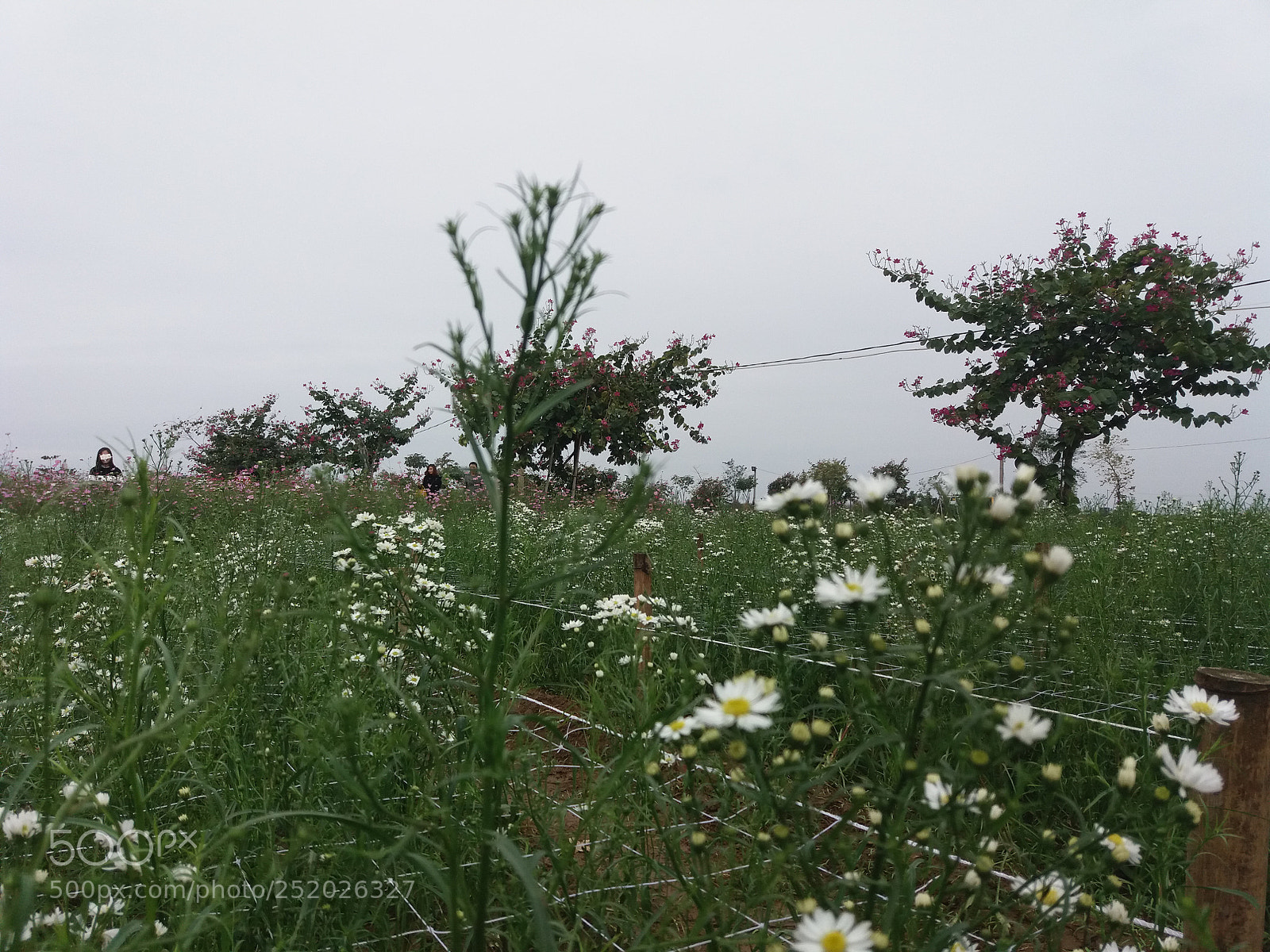 Samsung Galaxy J5 sample photo. Nh ng m u photography