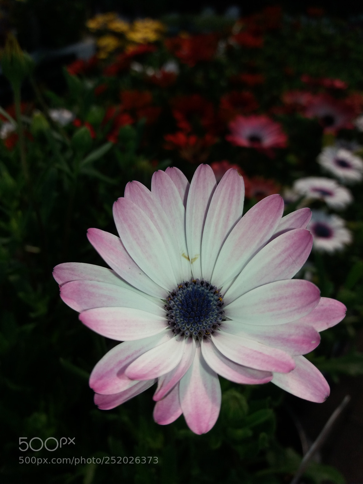 Samsung Galaxy J5 sample photo. Nh ng m u photography