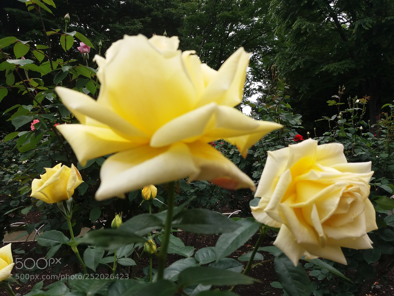 Samsung Galaxy J5 sample photo. Nh ng m u photography