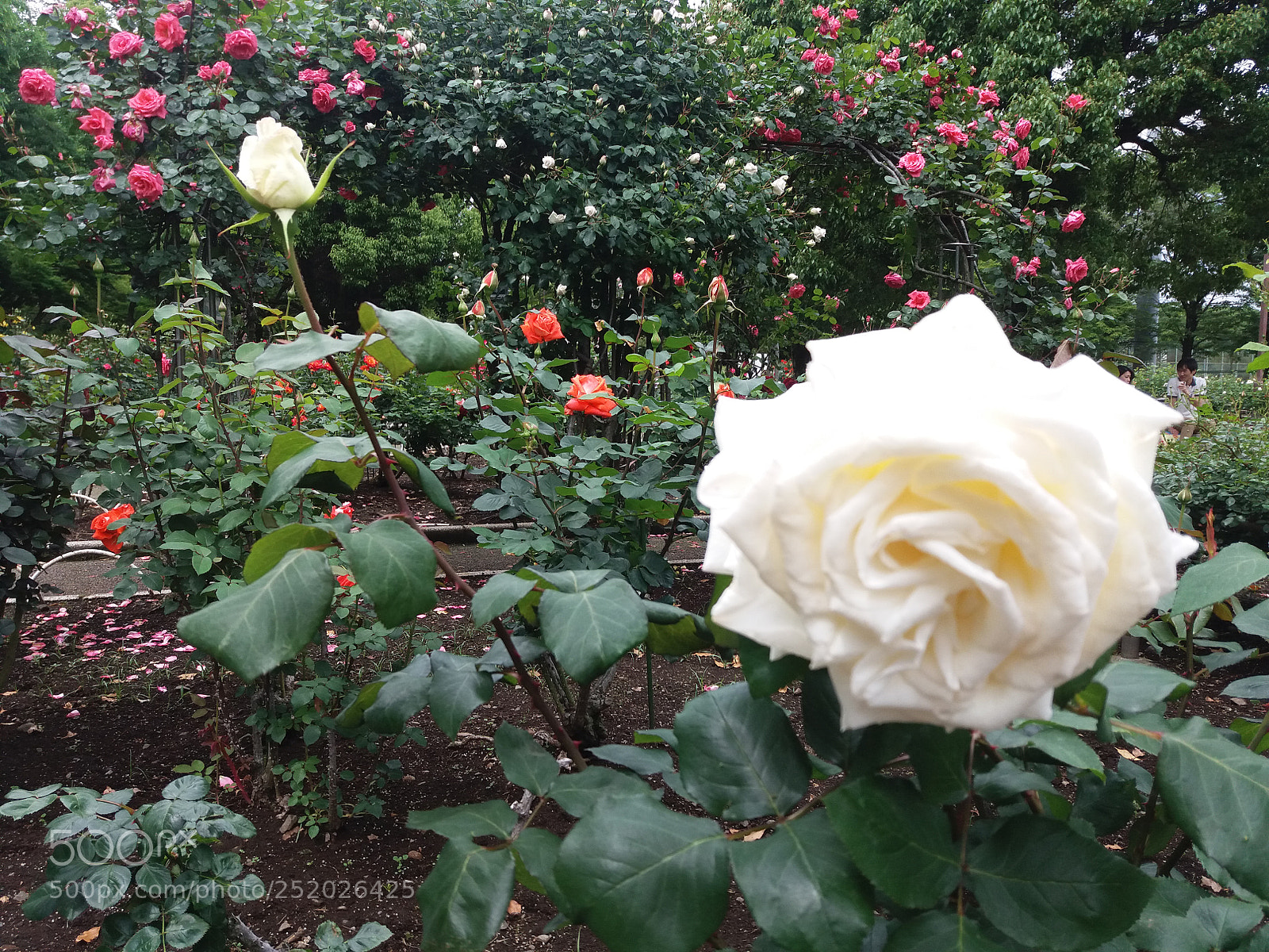 Samsung Galaxy J5 sample photo. Nh ng m u photography