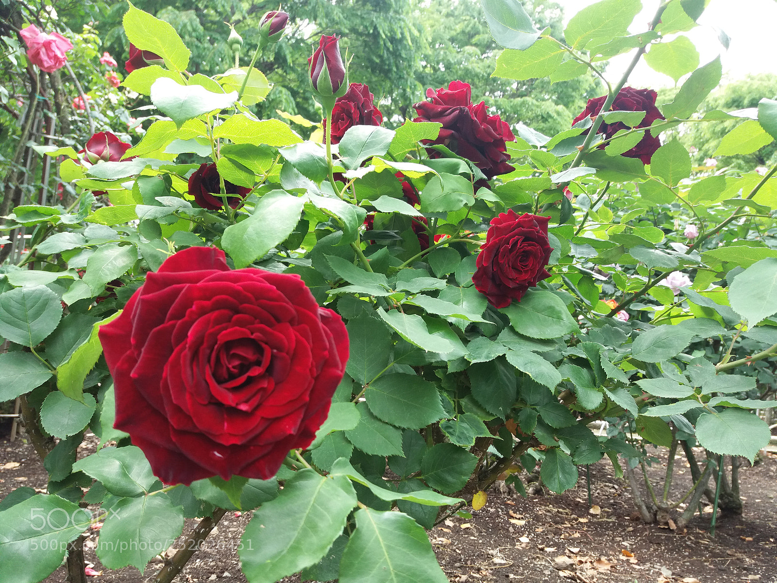 Samsung Galaxy J5 sample photo. Nh ng m u photography