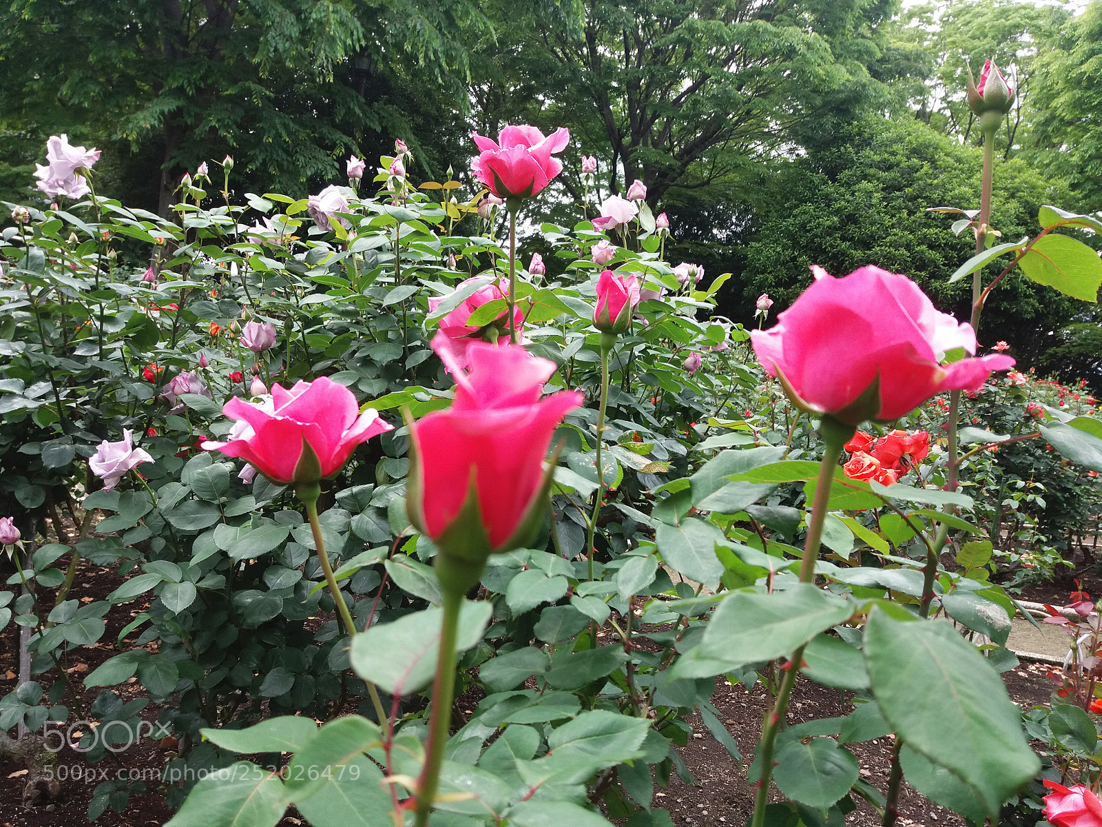 Samsung Galaxy J5 sample photo. Nh ng m u photography