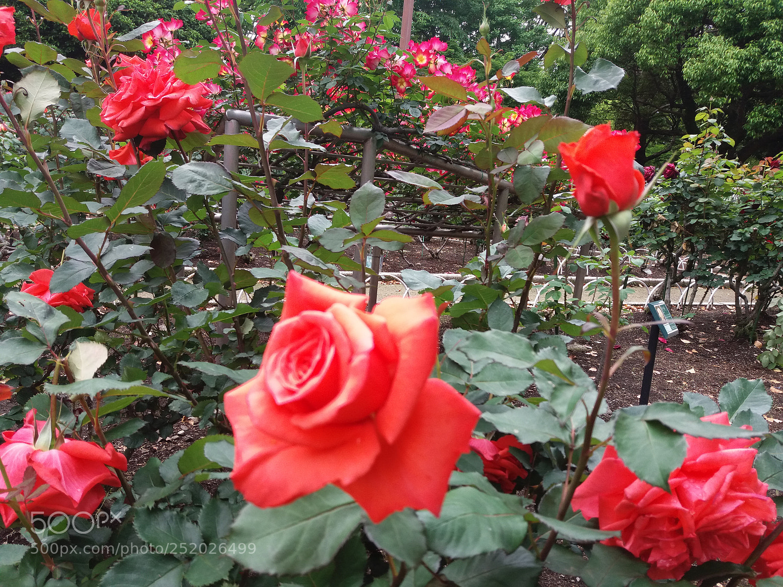 Samsung Galaxy J5 sample photo. Nh ng m u photography