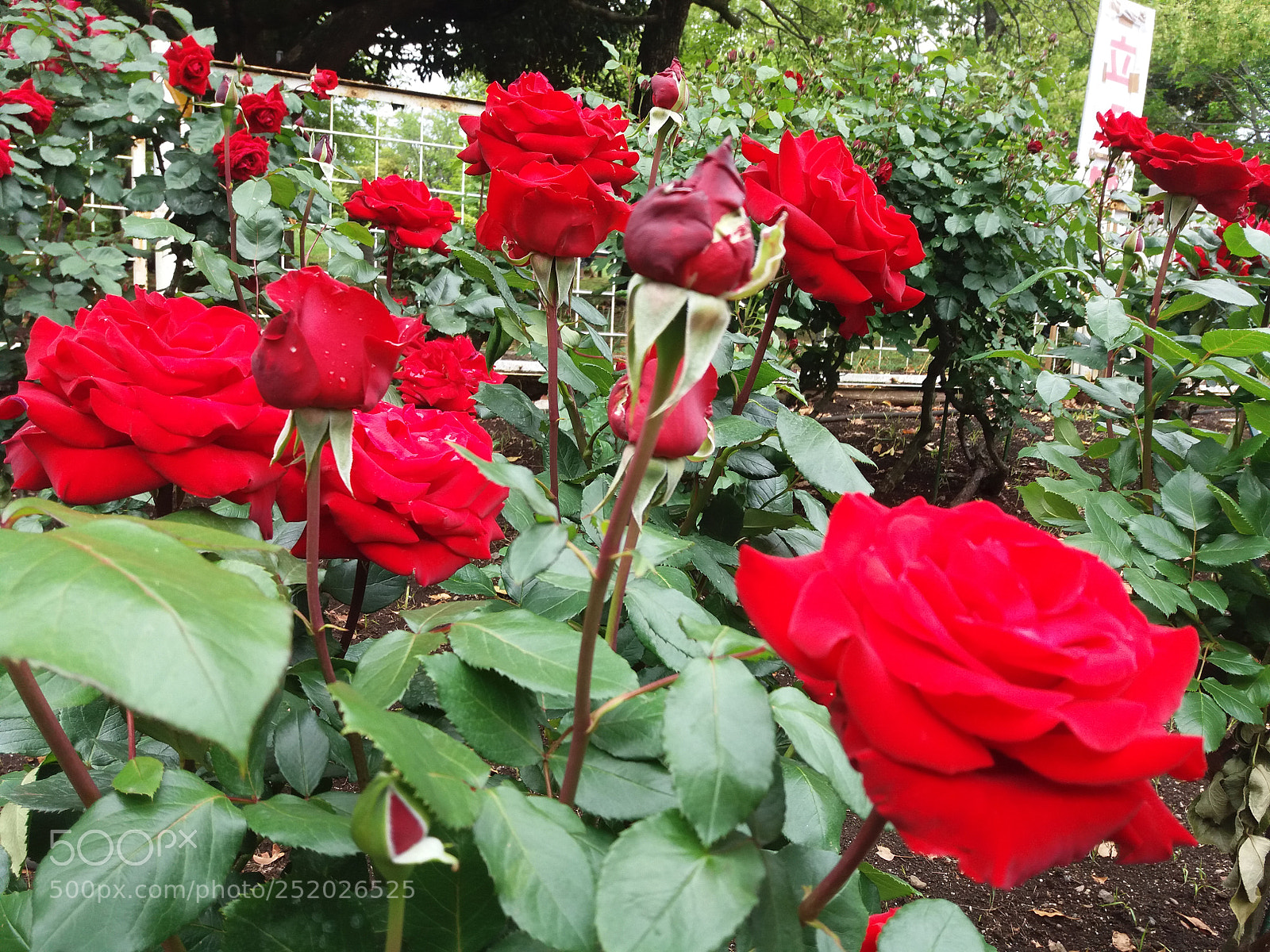 Samsung Galaxy J5 sample photo. Nh ng m u photography