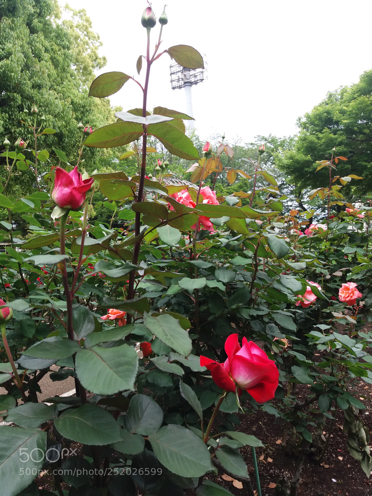 Samsung Galaxy J5 sample photo. Nh ng m u photography
