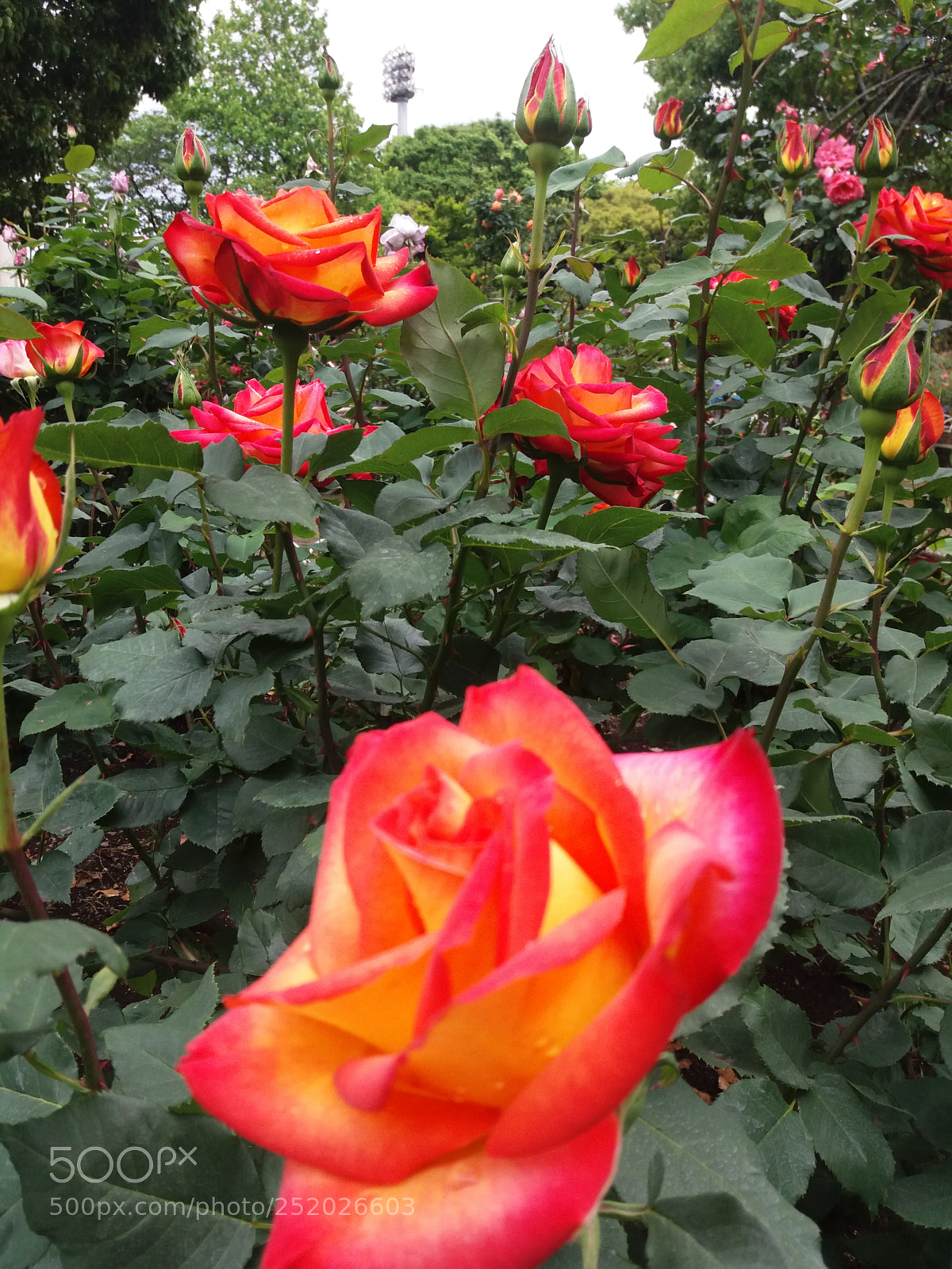 Samsung Galaxy J5 sample photo. Nh ng m u photography