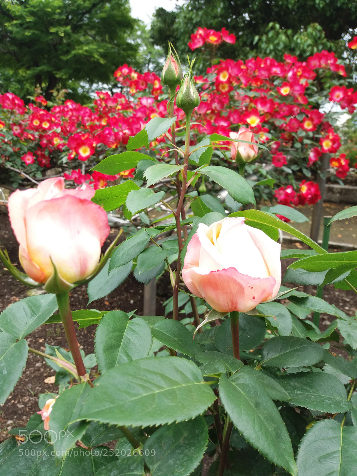 Samsung Galaxy J5 sample photo. Nh ng m u photography