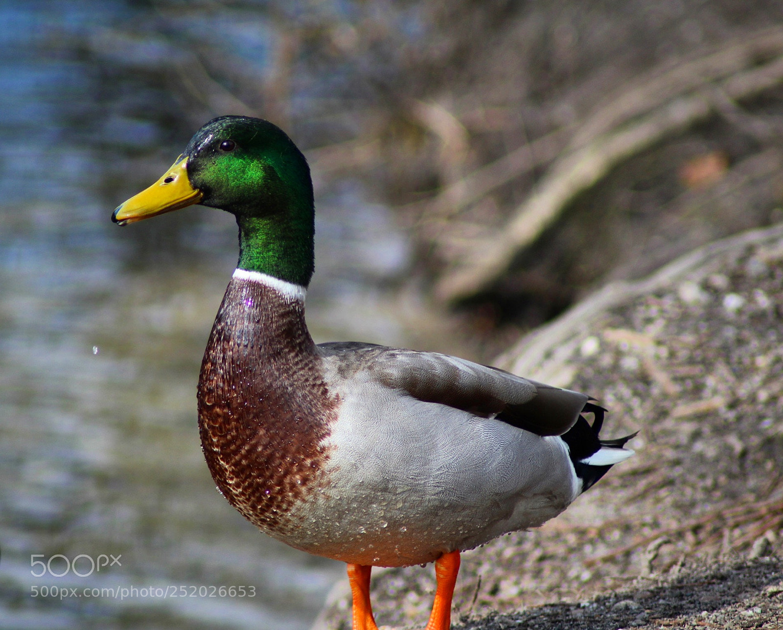Canon EOS 100D (EOS Rebel SL1 / EOS Kiss X7) sample photo. Daffy? photography