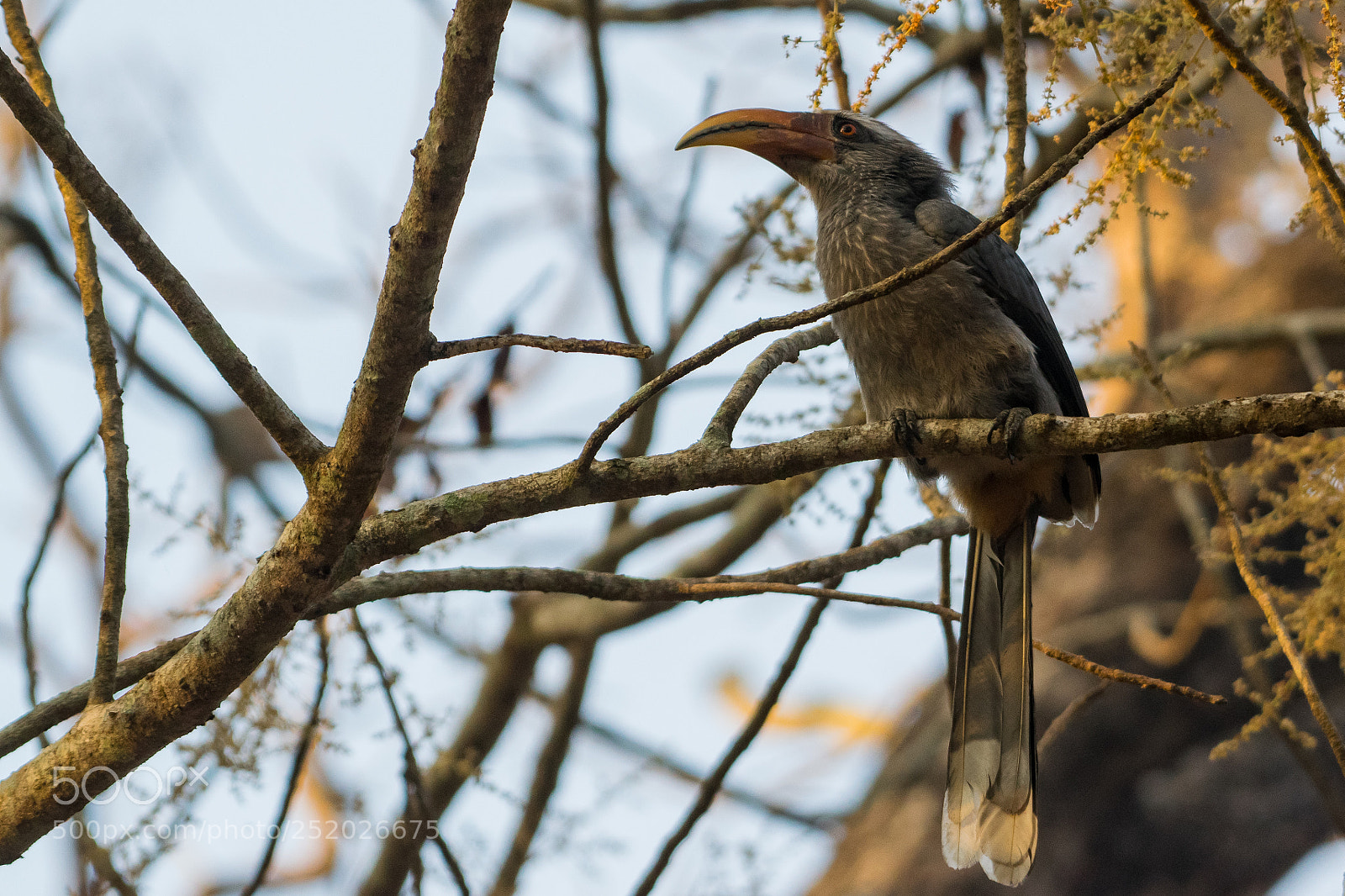 Nikon D5300 sample photo. The malabar grey hornbill photography