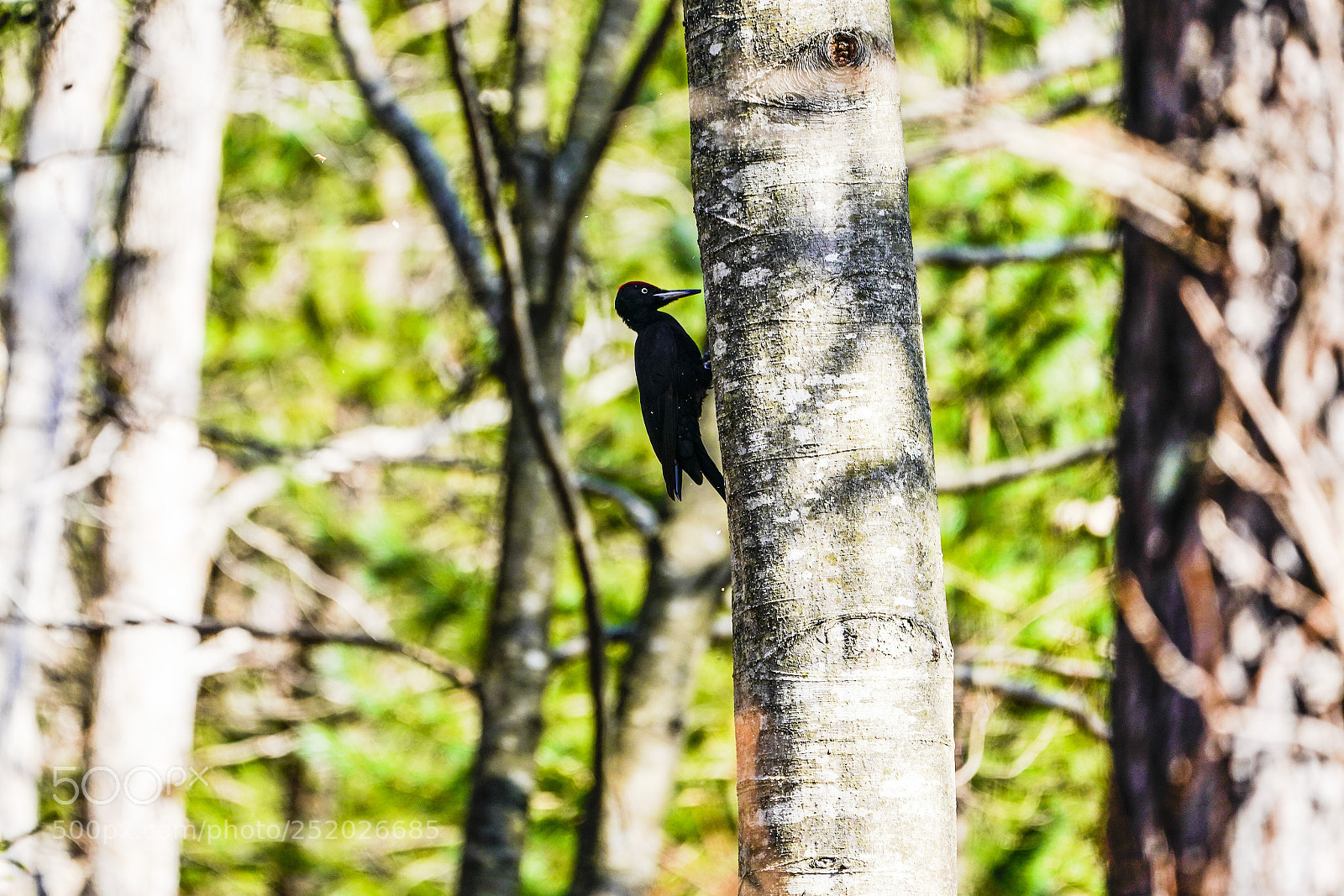 Sony a9 sample photo. Forest of the black photography