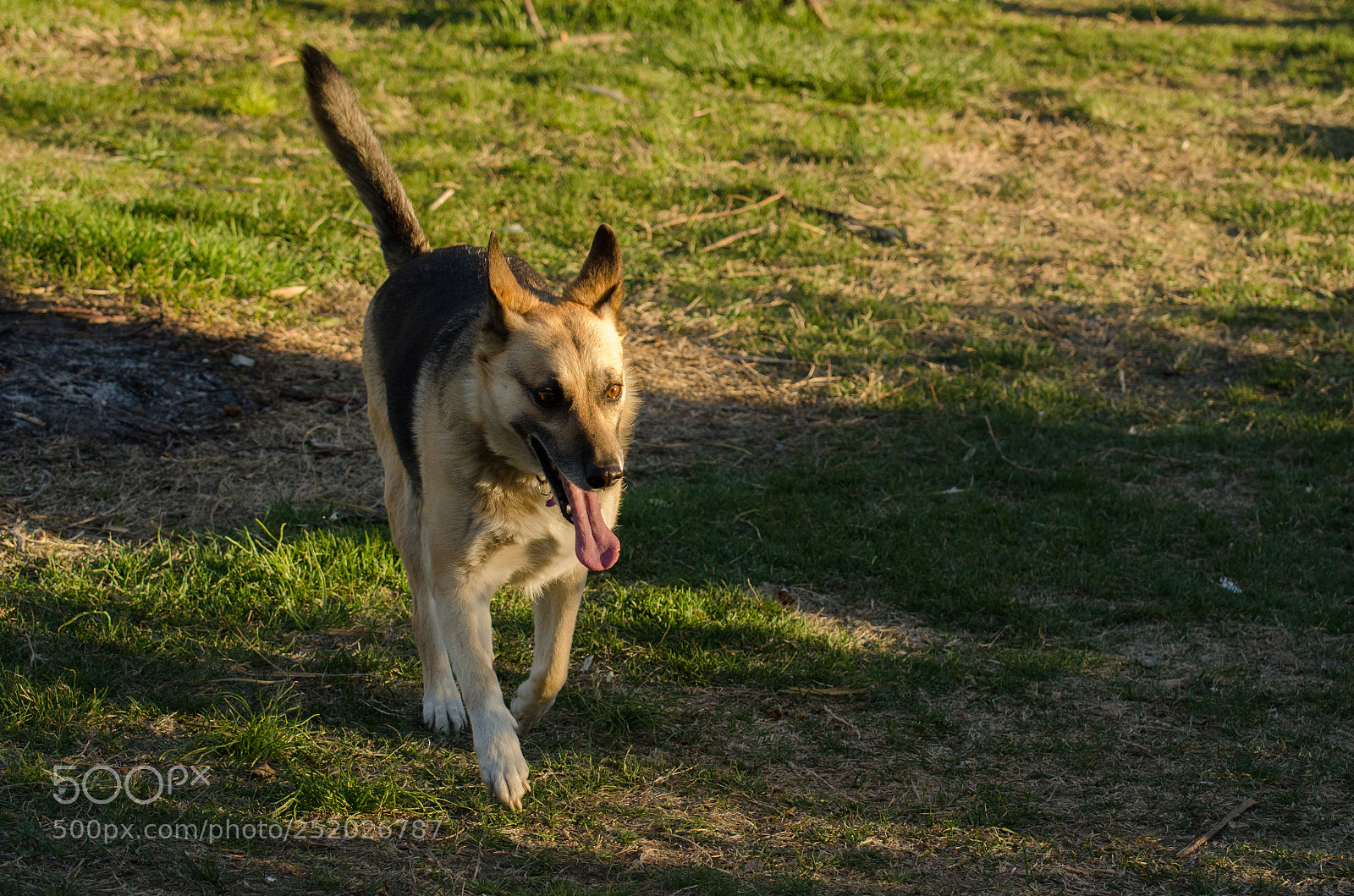 Nikon D7000 sample photo. Happy dog photography