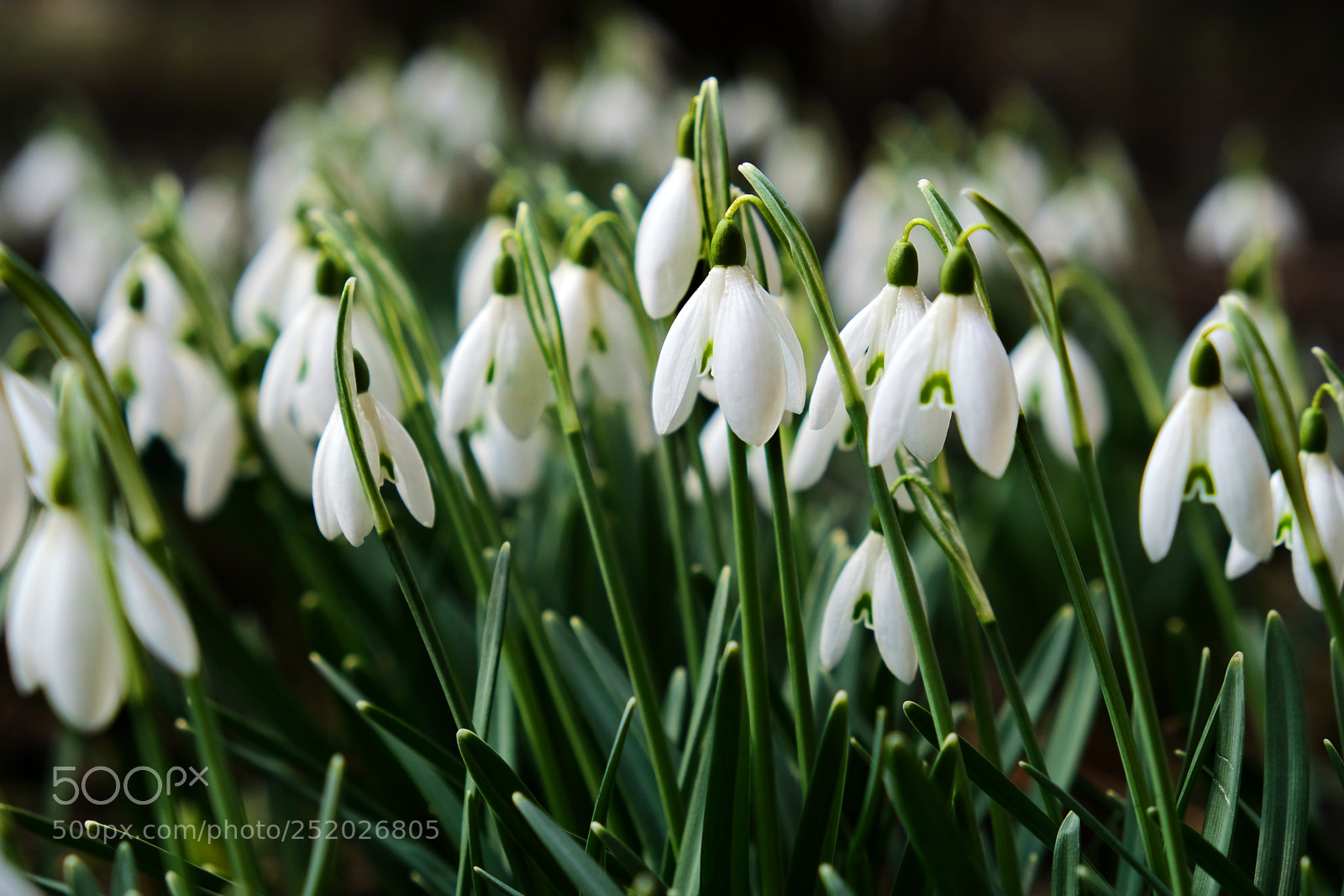 Fujifilm X-T20 sample photo. Snowdrops blossom photography