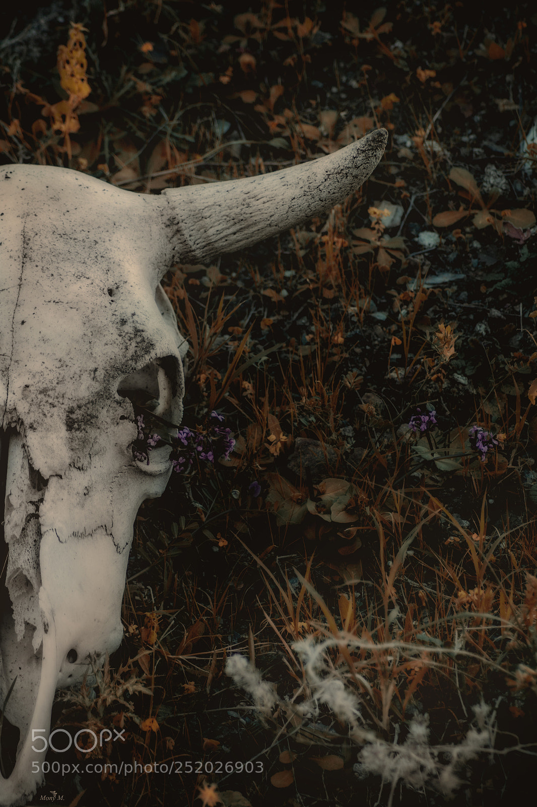 Canon EOS 70D sample photo. Cow skull photography