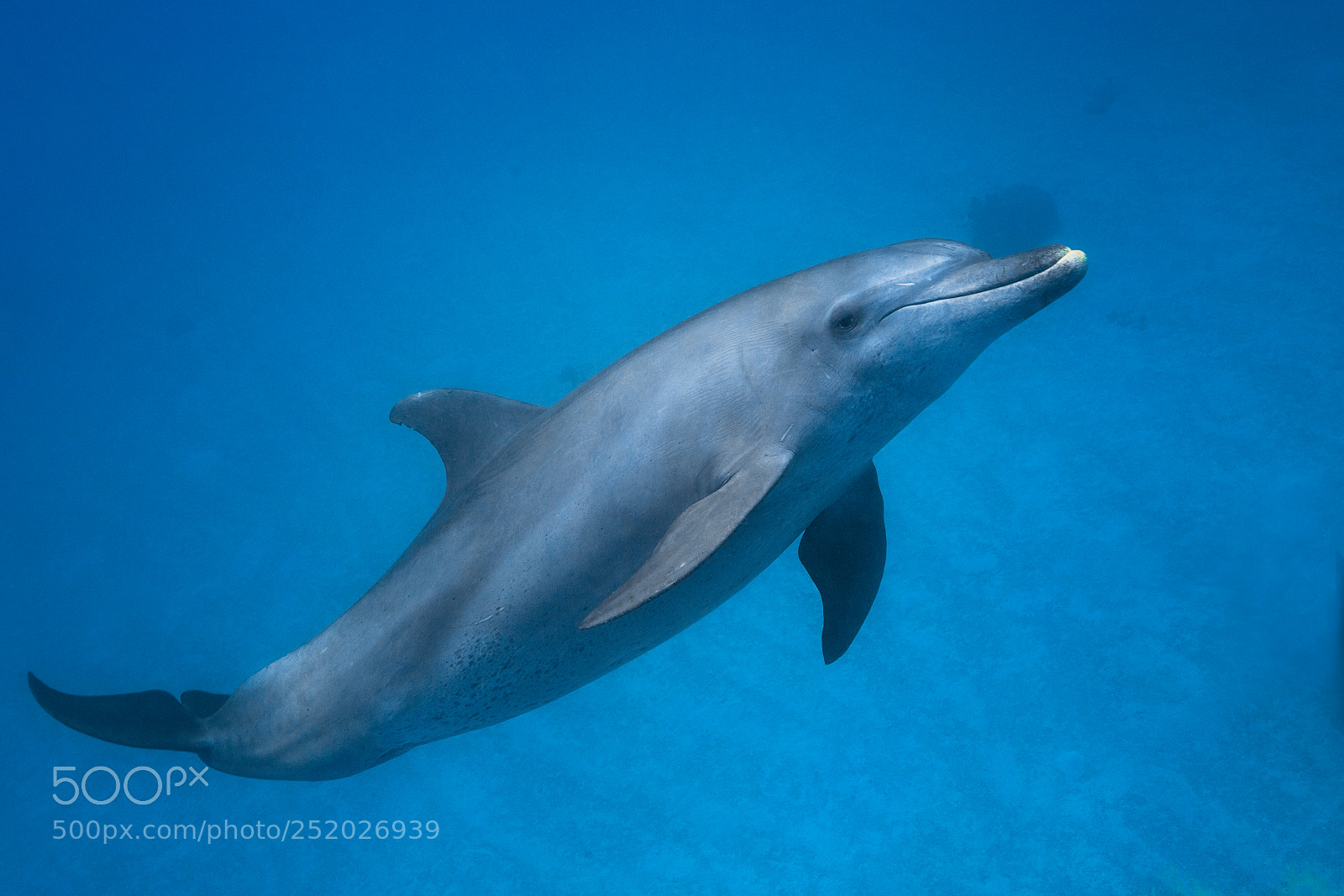 Canon EOS 5DS R sample photo. Wild bottlenose dolphin photography