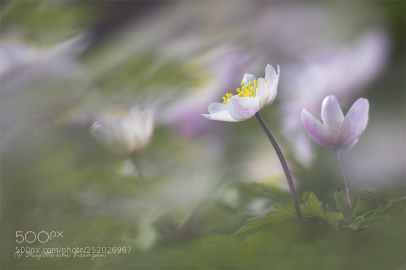 Canon EOS 60D sample photo. Spring beauty photography