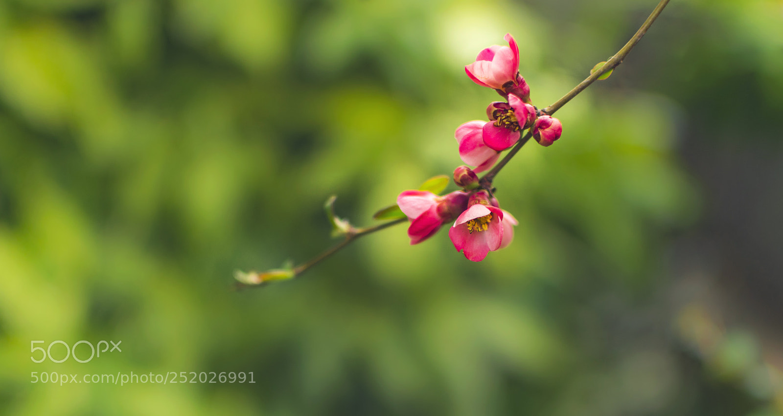 Nikon D3300 sample photo. Pink bud flowers on photography