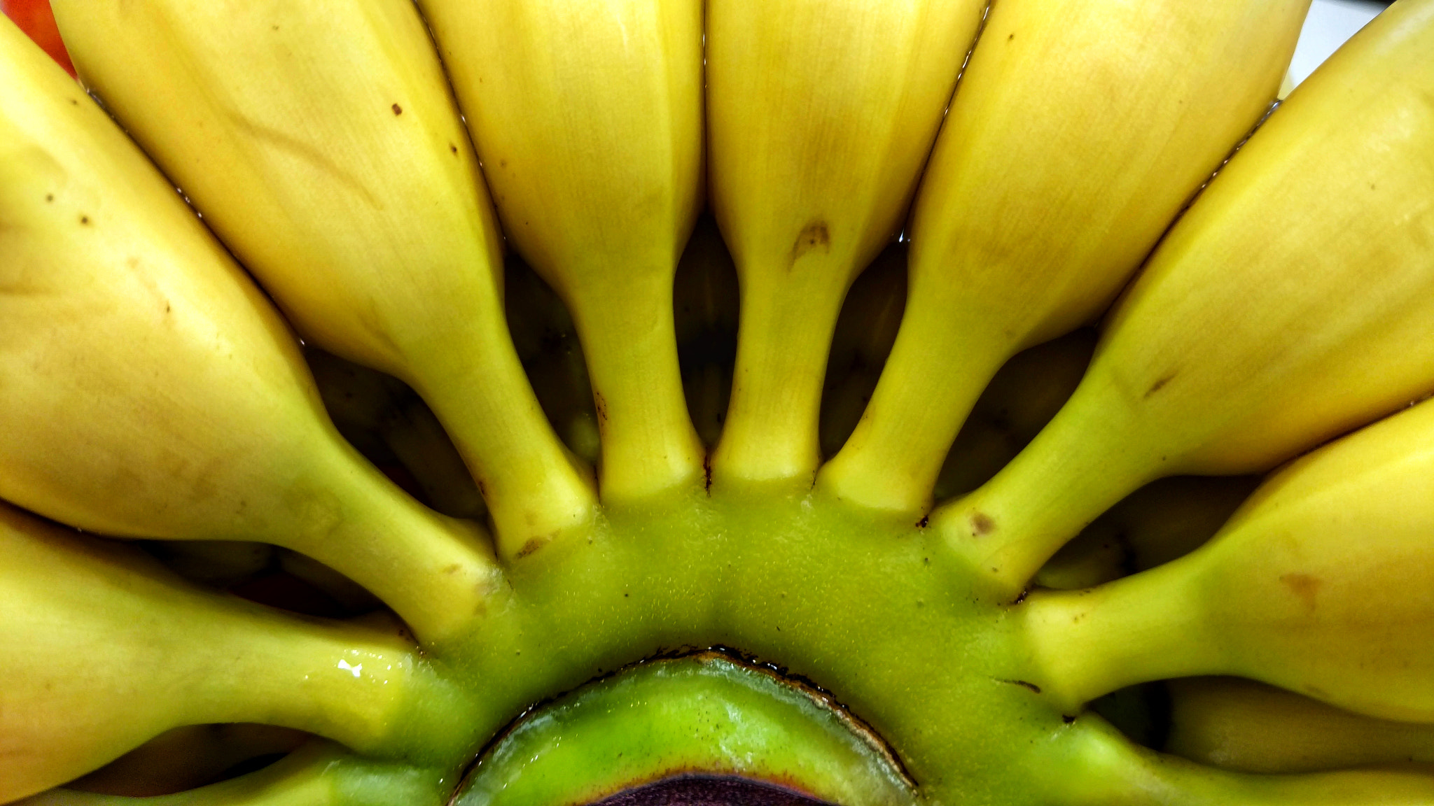 Motorola Moto X Pure Edition sample photo. Sunrise with bananas :) photography