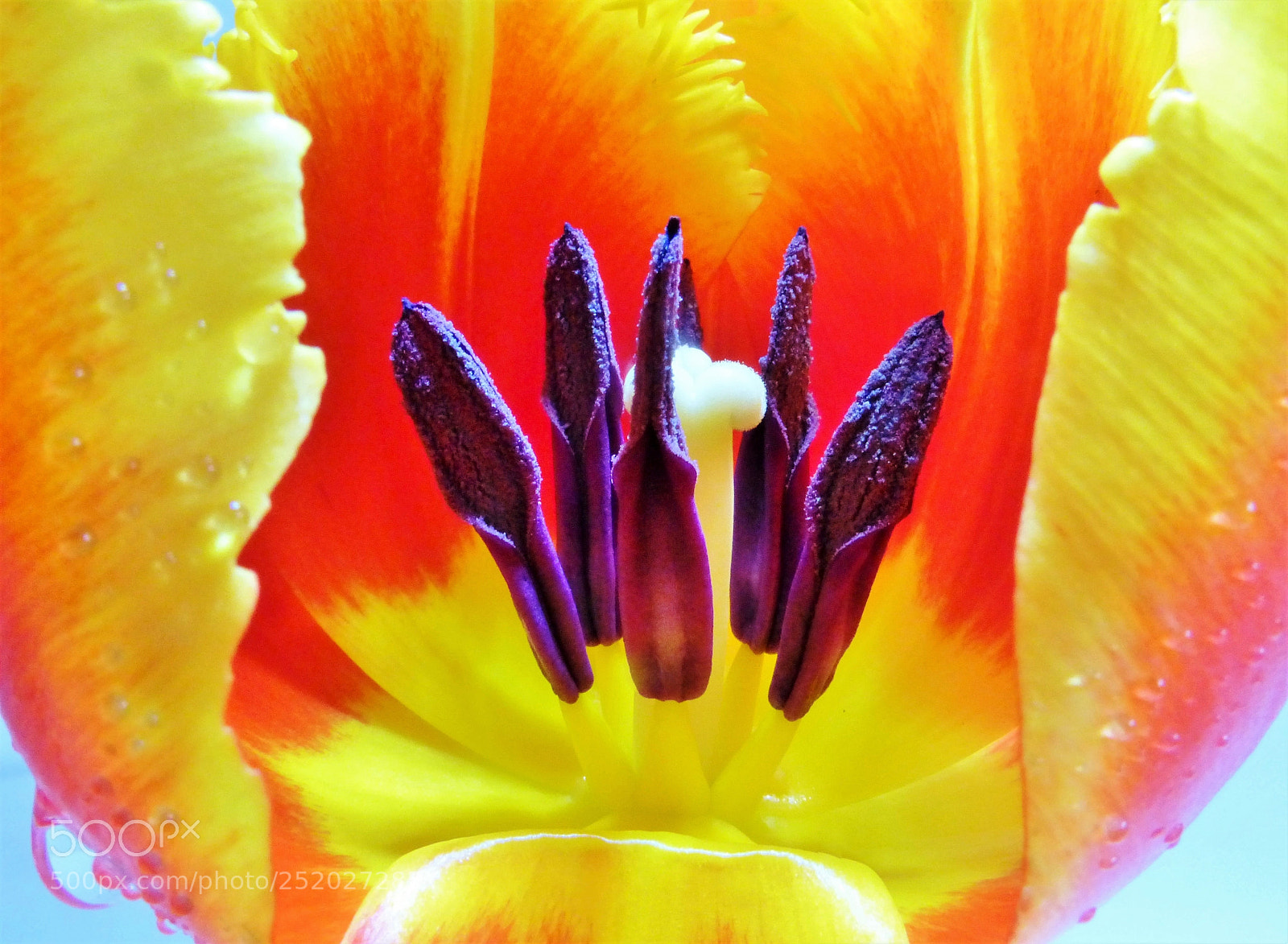 Panasonic Lumix DMC-ZS25 (Lumix DMC-TZ35) sample photo. Fiery tulip photography