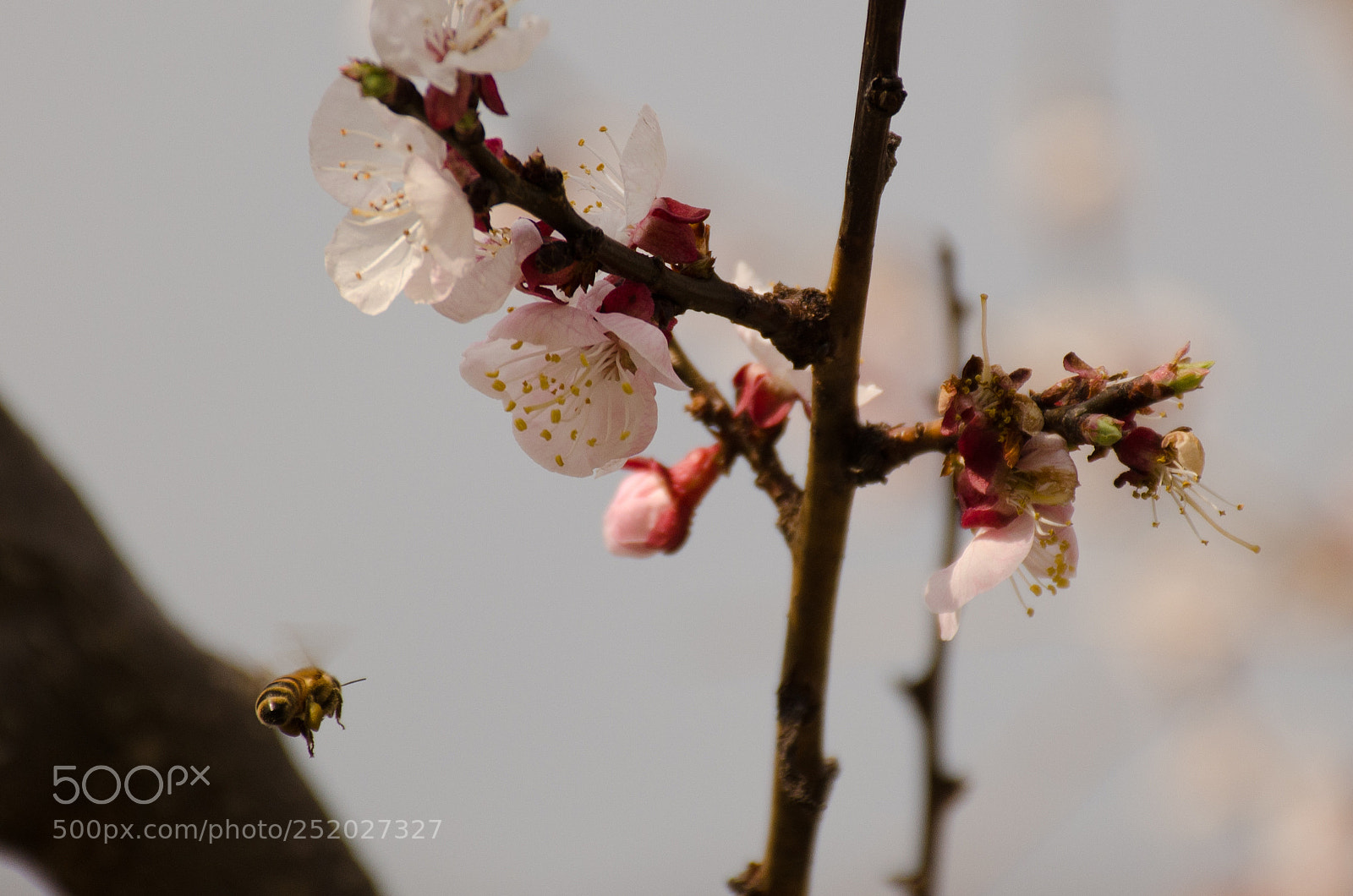 Nikon D7000 sample photo. Bee goes on flower photography