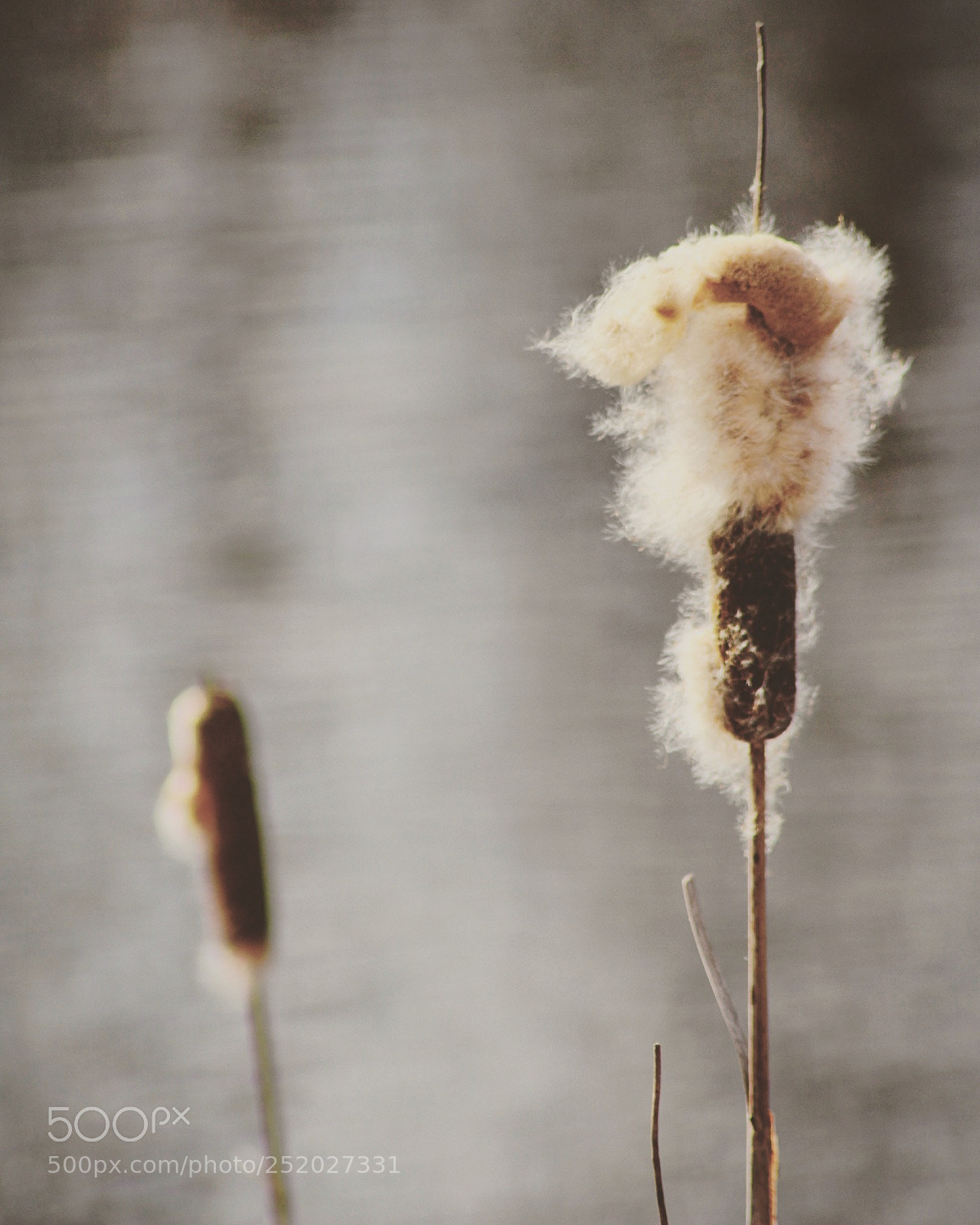 Canon EOS 100D (EOS Rebel SL1 / EOS Kiss X7) sample photo. Looks like cotton photography