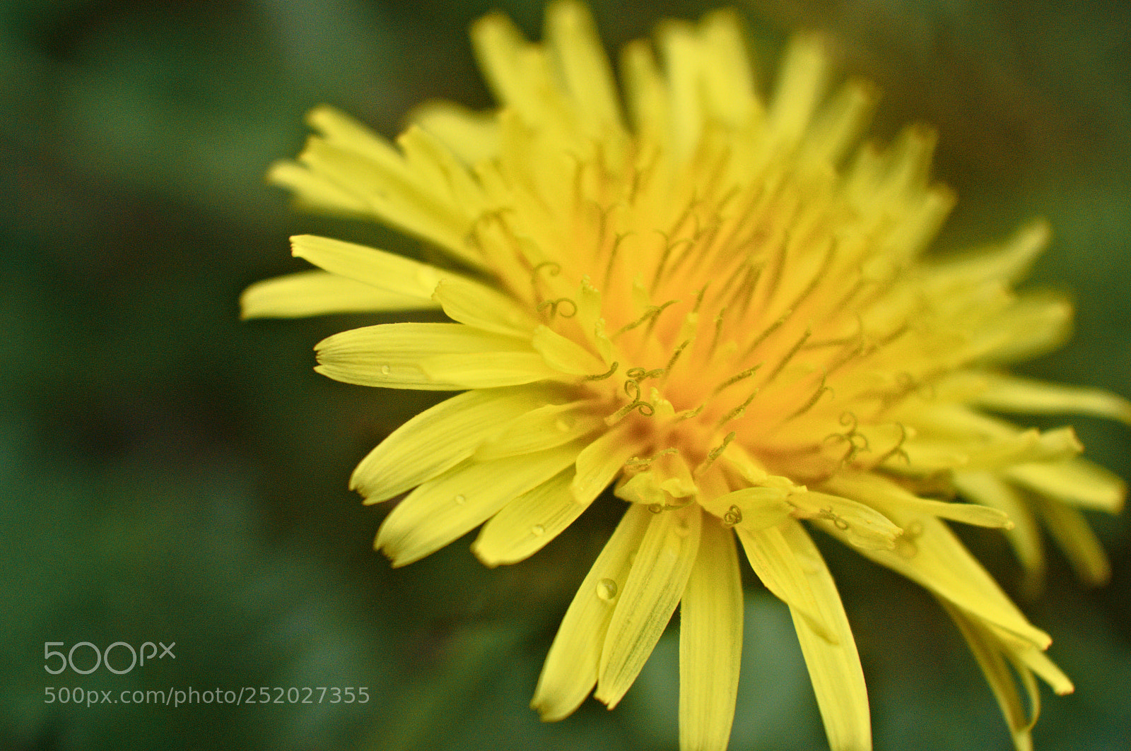 Nikon D3200 sample photo. Dandelion photography