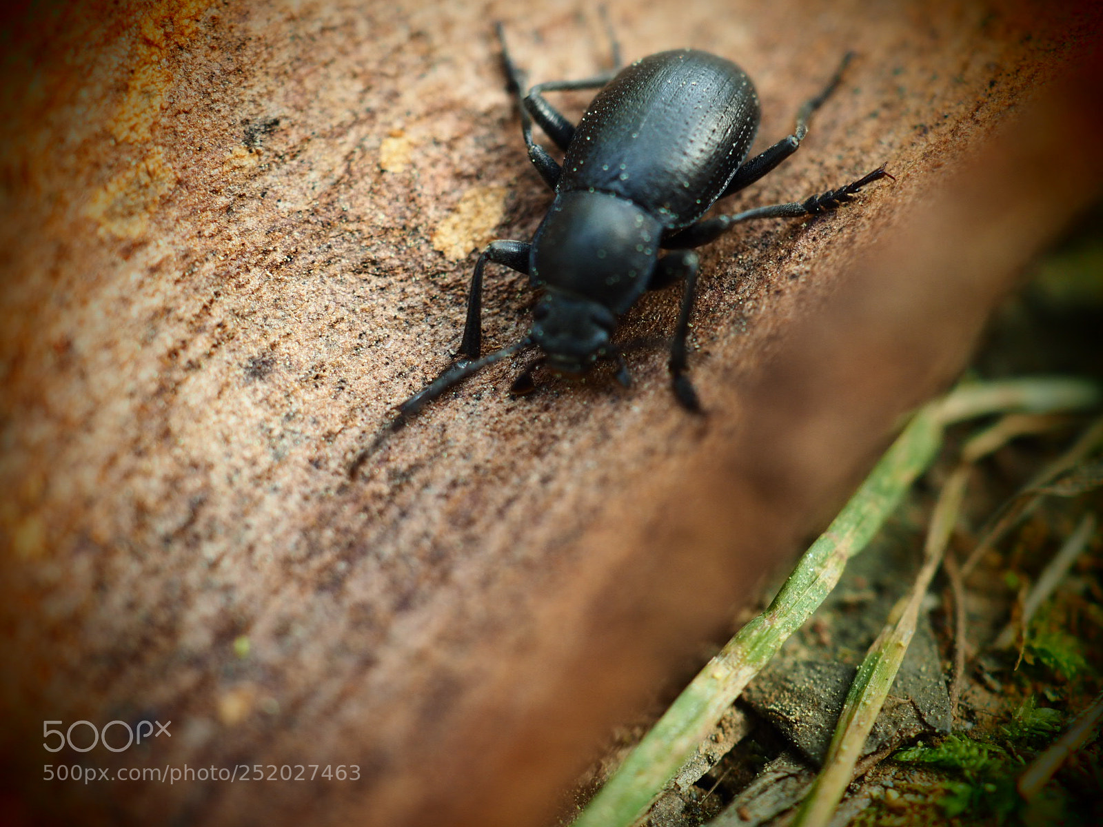 Olympus OM-D E-M10 II sample photo. Beatle.... photography
