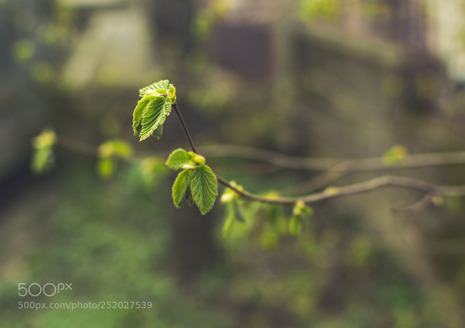Nikon D3300 sample photo. New leafs on hazelnut photography