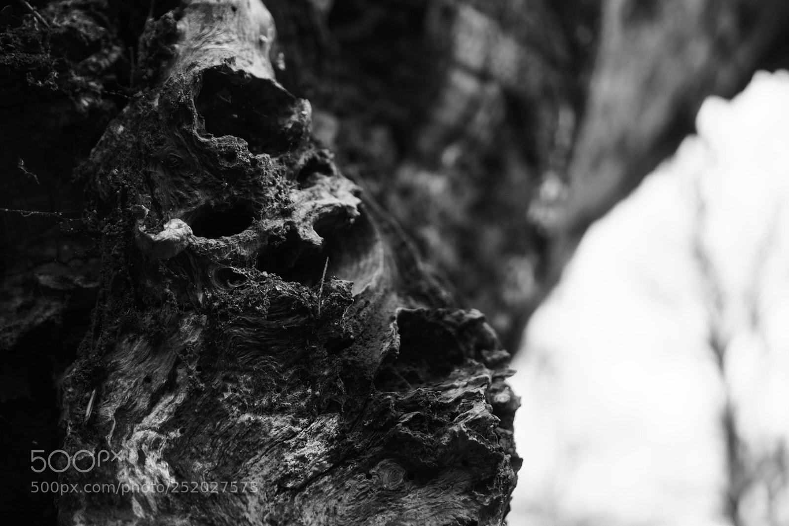 Sony a6000 sample photo. Deadwood photography