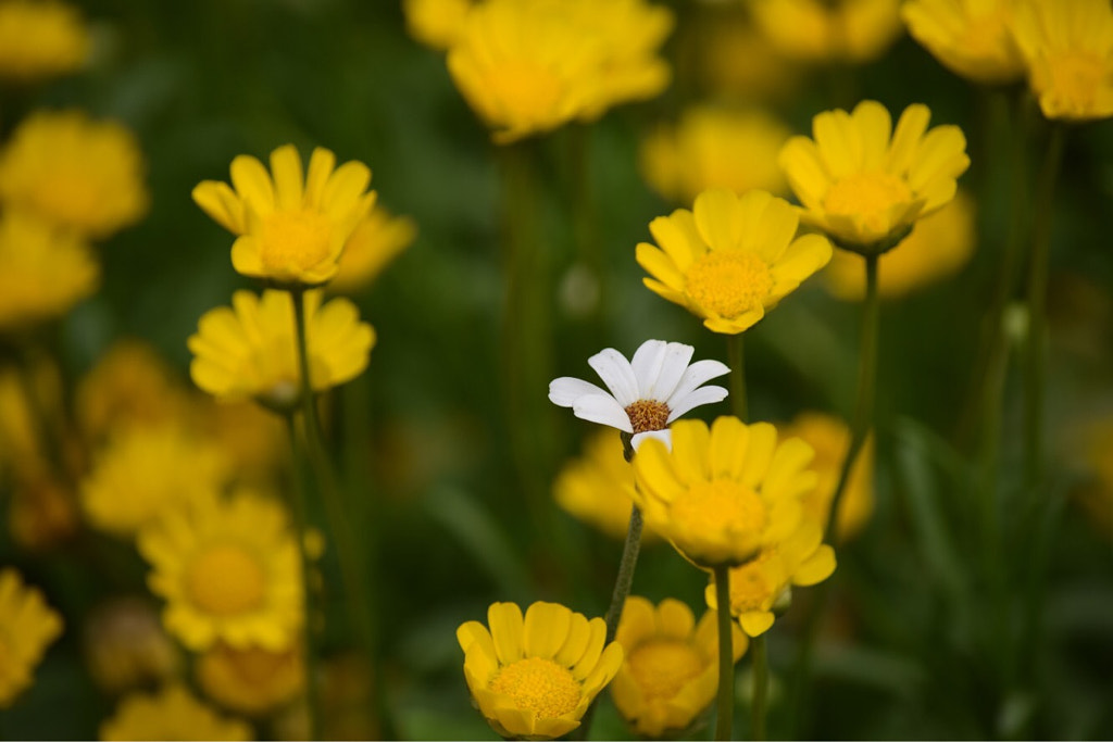 Be different by Mahesh Gore on 500px.com