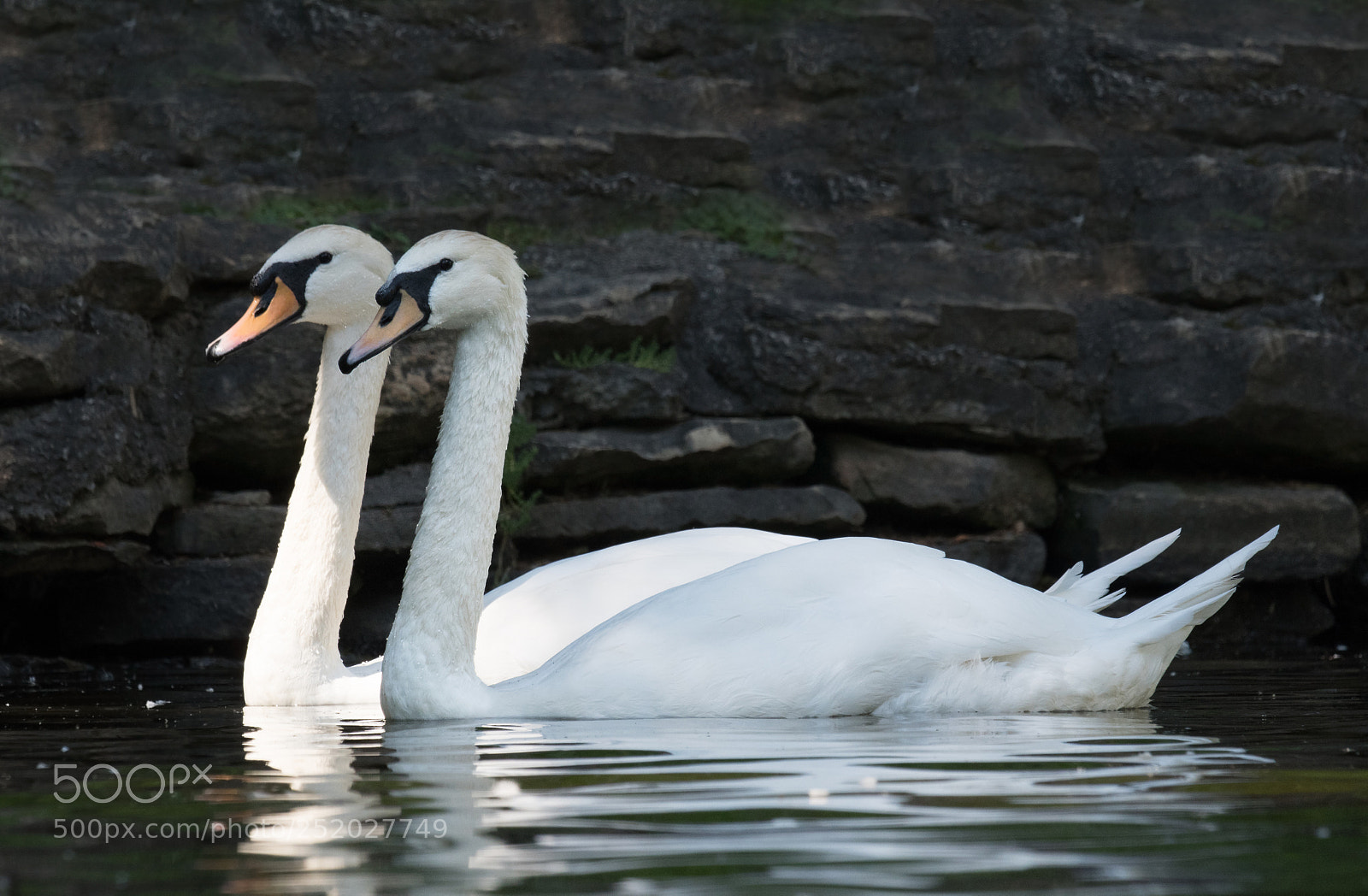 Nikon D500 sample photo. Cygne tuberculé / mute swan photography