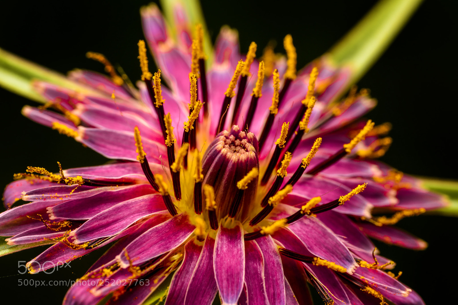 Nikon D7100 sample photo. Flower photography