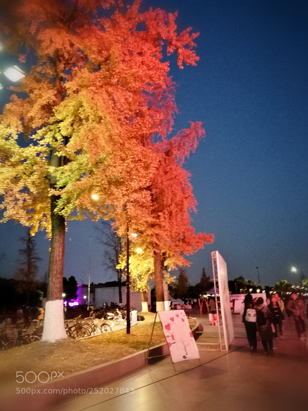 HUAWEI P10 sample photo. The red tree photography