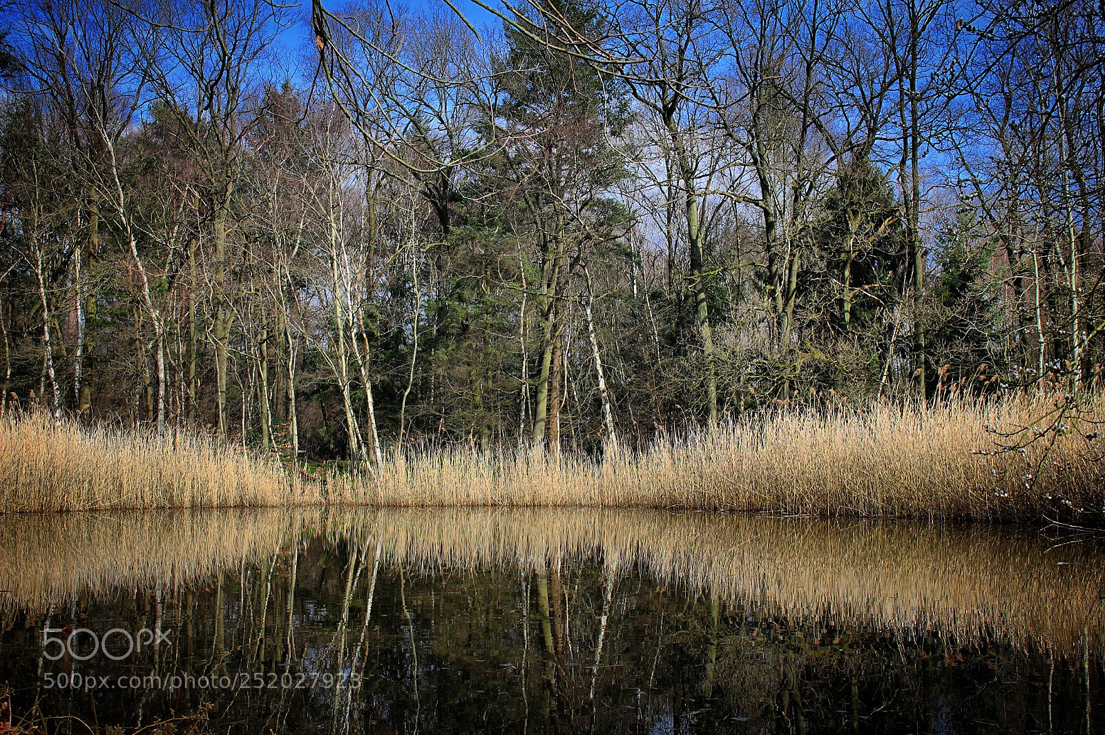 Canon EOS 100D (EOS Rebel SL1 / EOS Kiss X7) sample photo. Nature in stereo photography