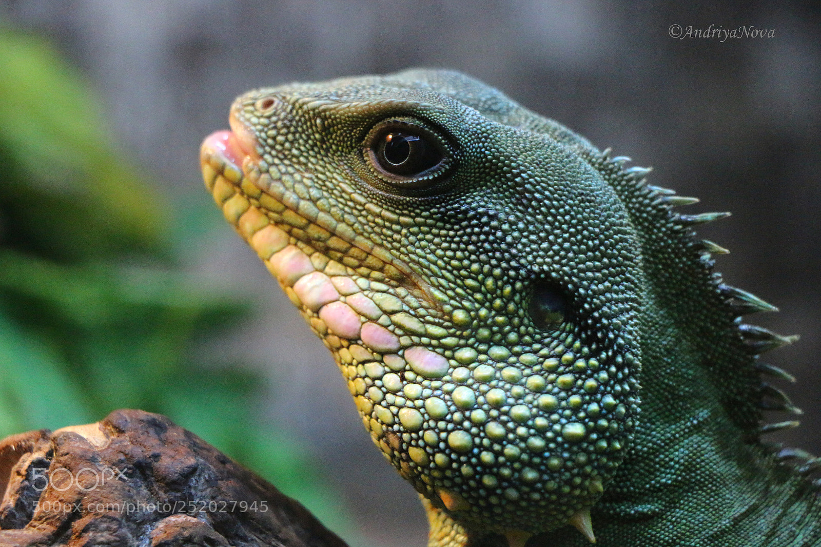 Canon EOS 70D sample photo. Green iguana photography