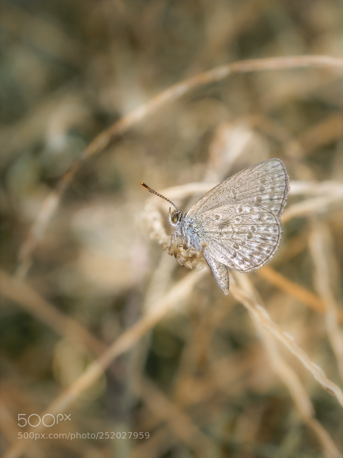 Olympus OM-D E-M5 sample photo. Common grass blue butterfly #10 photography