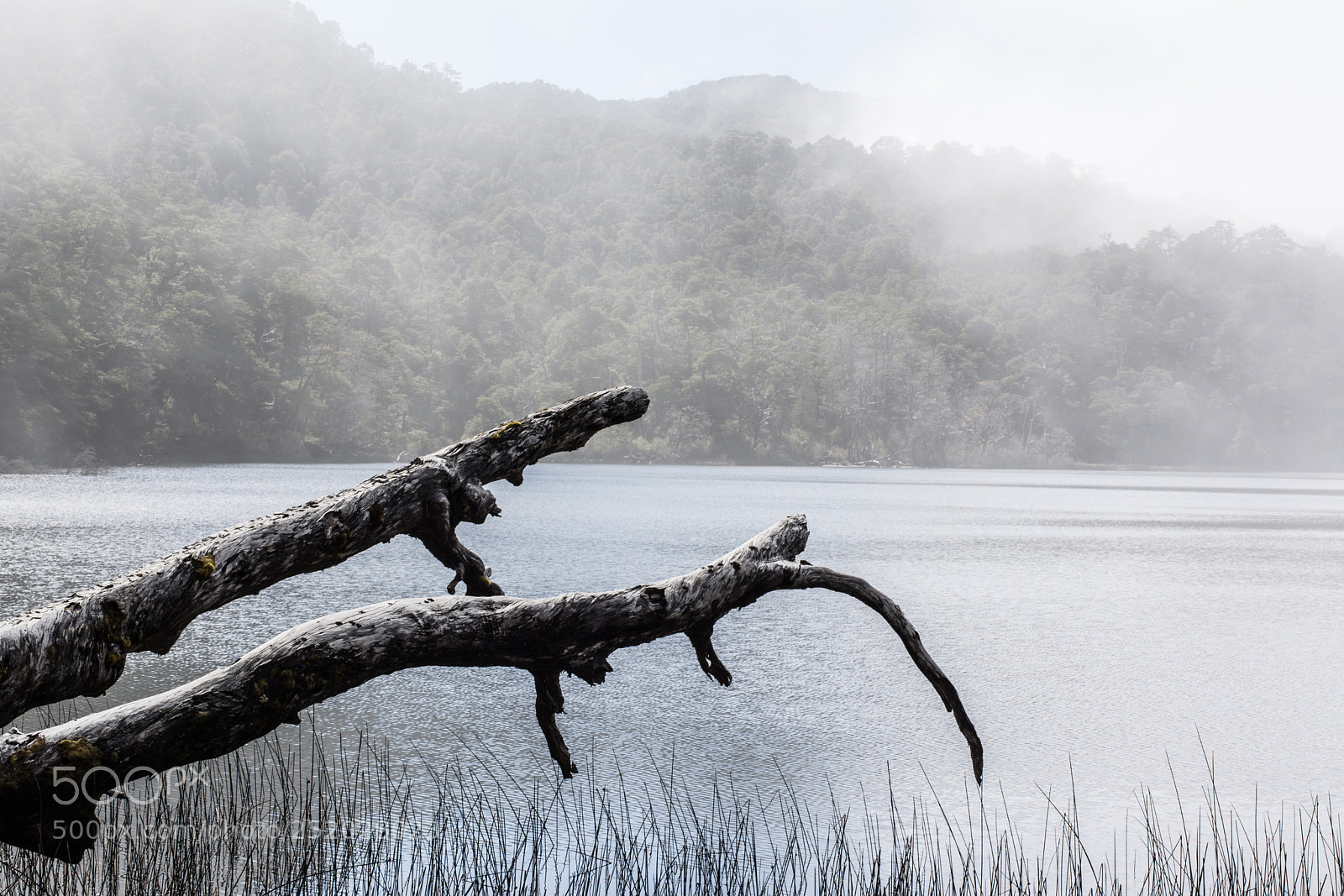 Nikon D5200 sample photo. Water+forest photography