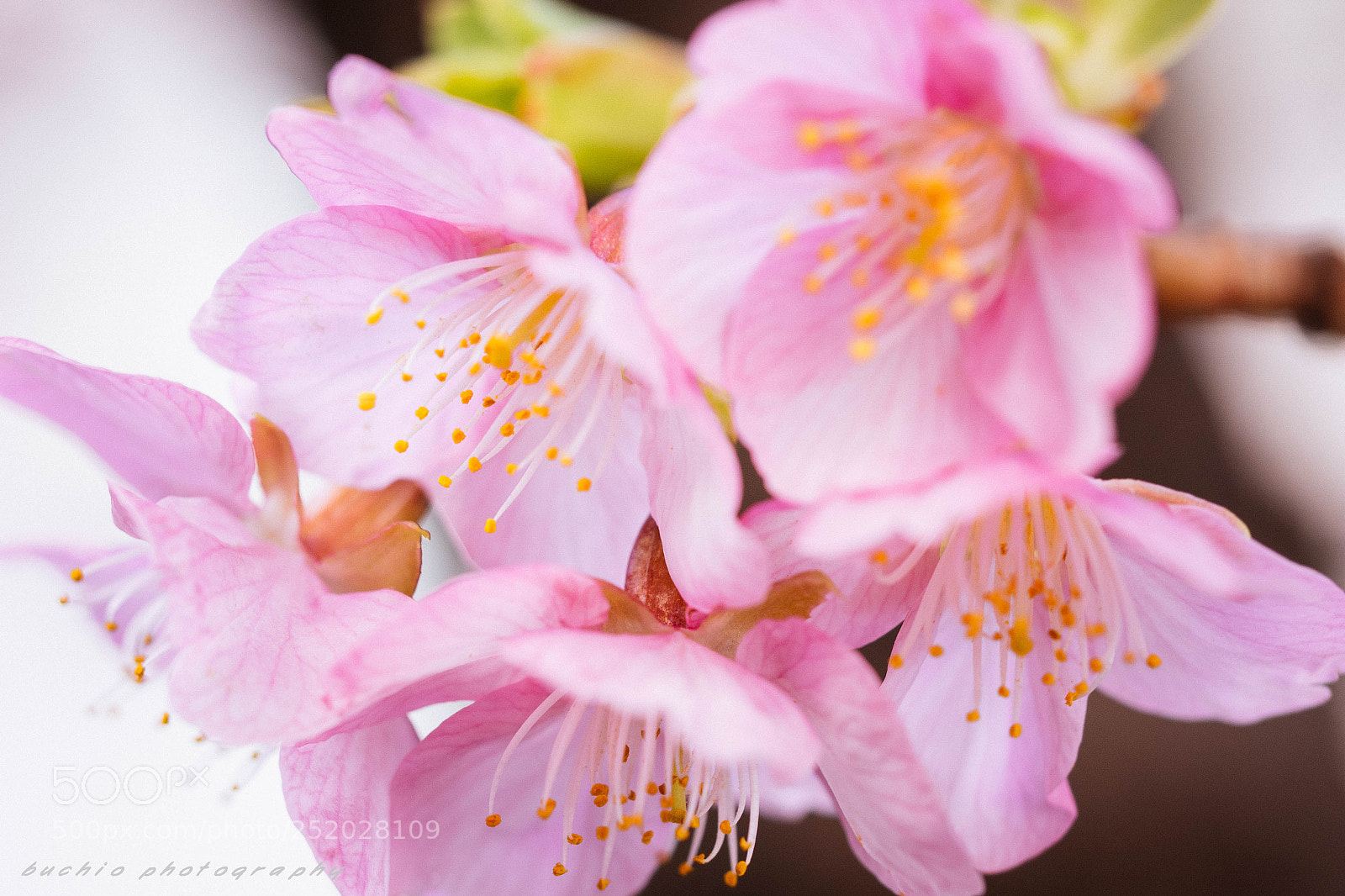 Olympus OM-D E-M1 sample photo. Kawazu cherry tree photography