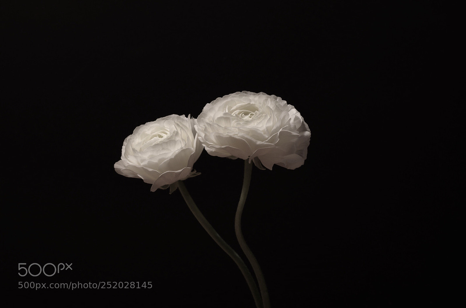 Pentax K-30 sample photo. Transience photography