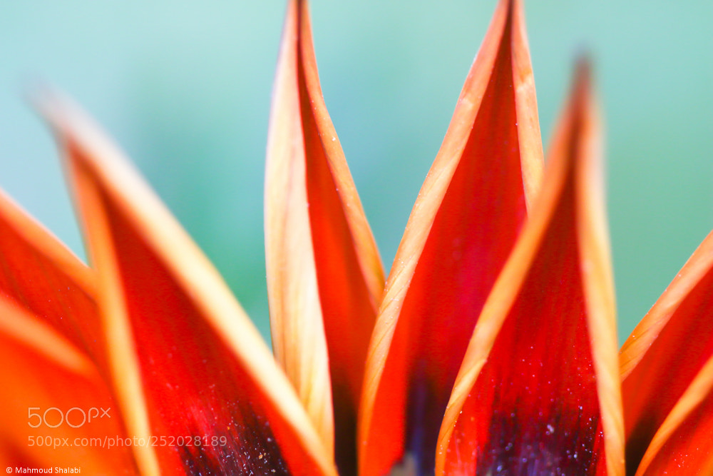 Canon EOS 70D sample photo. Folding photography