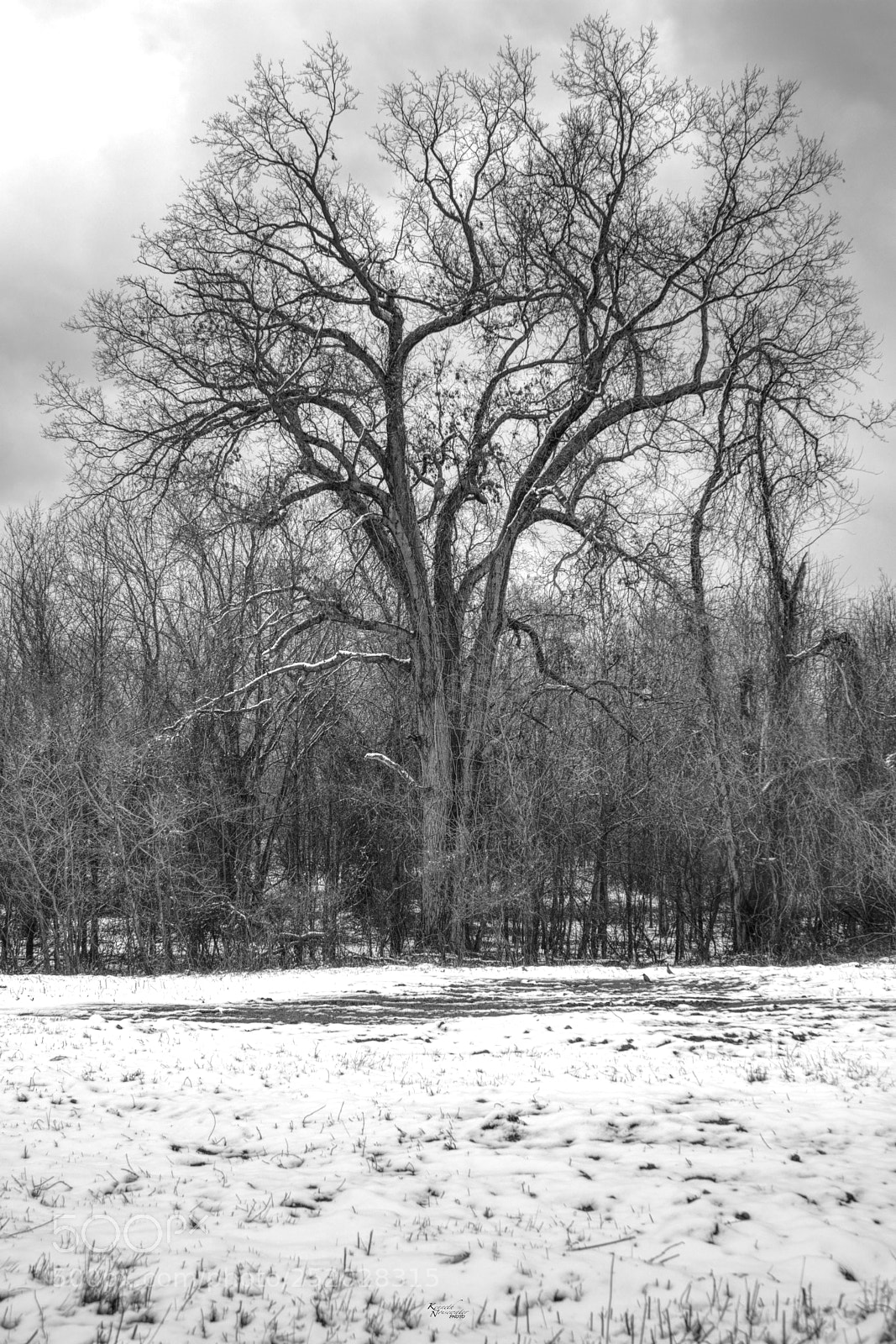 Canon EOS M5 sample photo. Biggest tree of the photography
