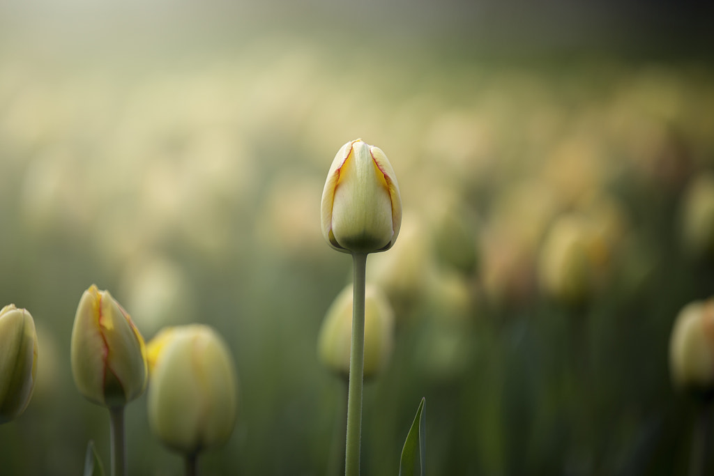 Tulips by CSC_PhotoHub Cho on 500px.com