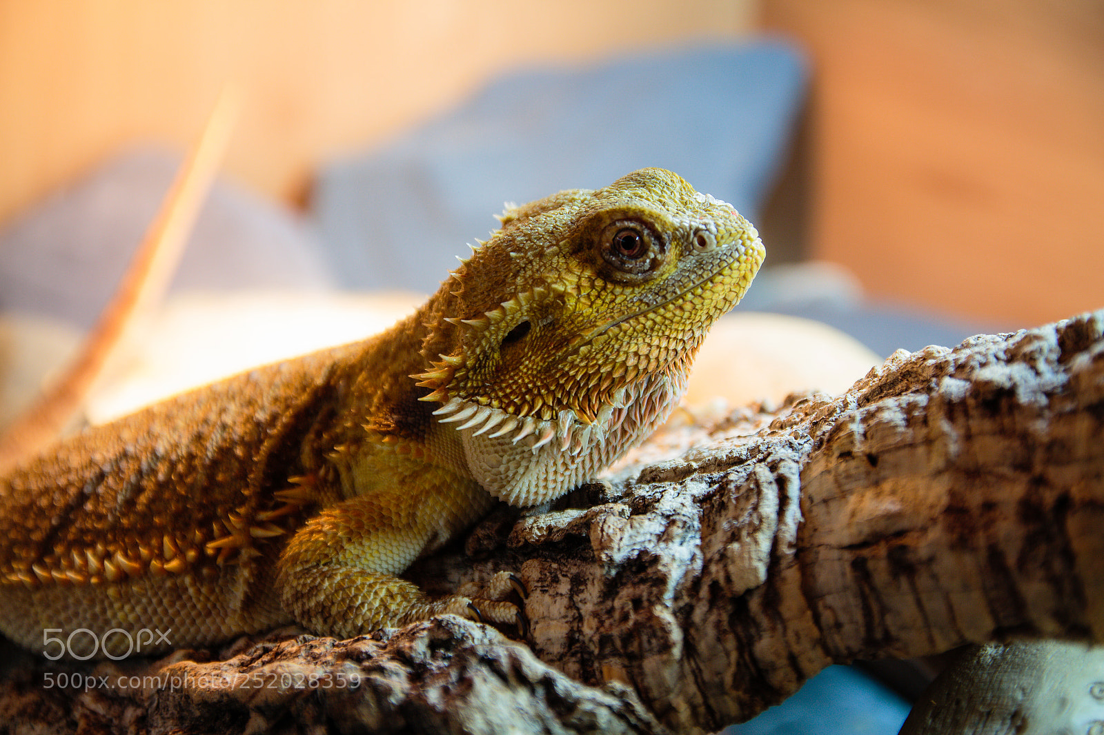 Canon EOS 650D (EOS Rebel T4i / EOS Kiss X6i) sample photo. Shedding (again) (92/365) photography