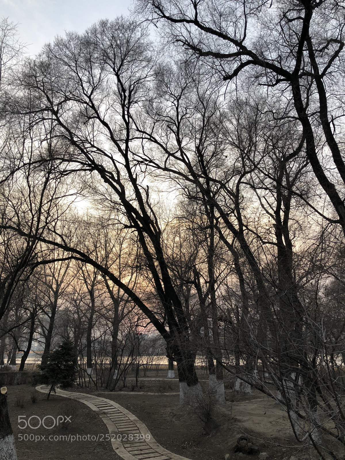 Apple iPhone X sample photo. Urban forests in the photography